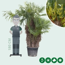 Chinese waaierpalm meerstammig