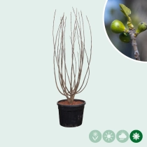 Vijgenboom meerstammig