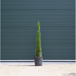 Italiaanse cipresboom 100 cm