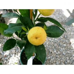Zoete citroen boom