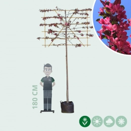 Rode sierappel leiboom 220 cm