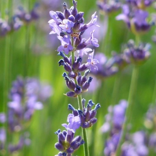 Lavendel 'Dwarf Blue'