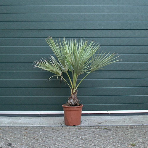 Mexicaanse blauwe palm
