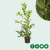 Laurierhaag 'Rotundiflia'