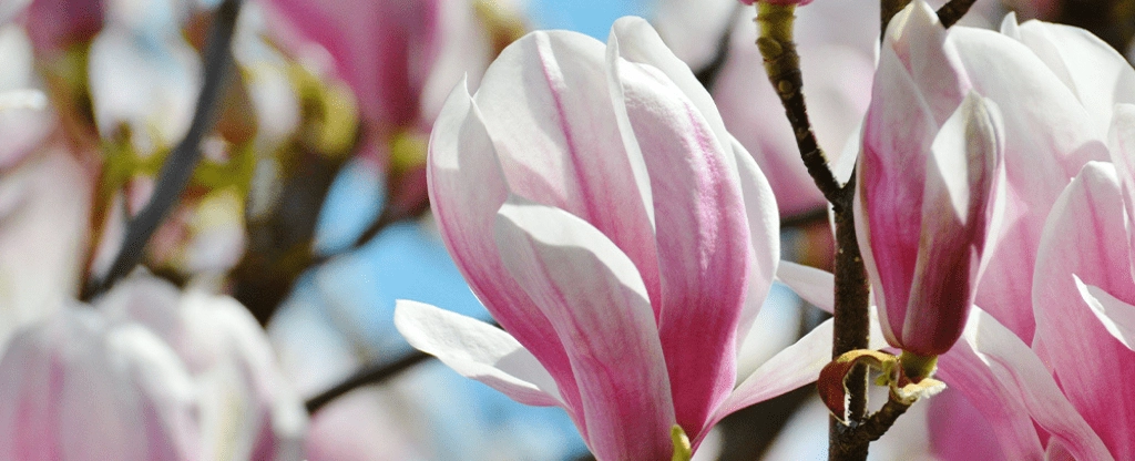 Zelf magnolia siroop maken - Dat doe je zo!
