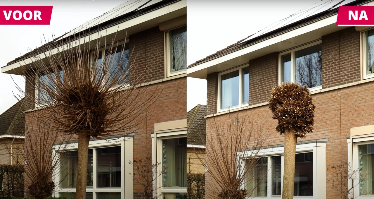 Hoe snoei je een bolcatalpa?