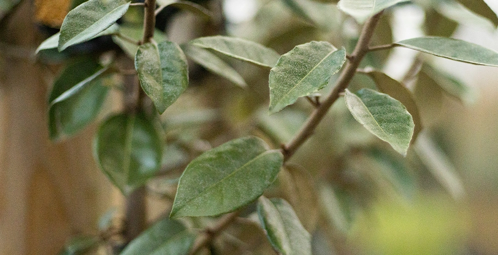 Welke bomen bloeien in oktober?