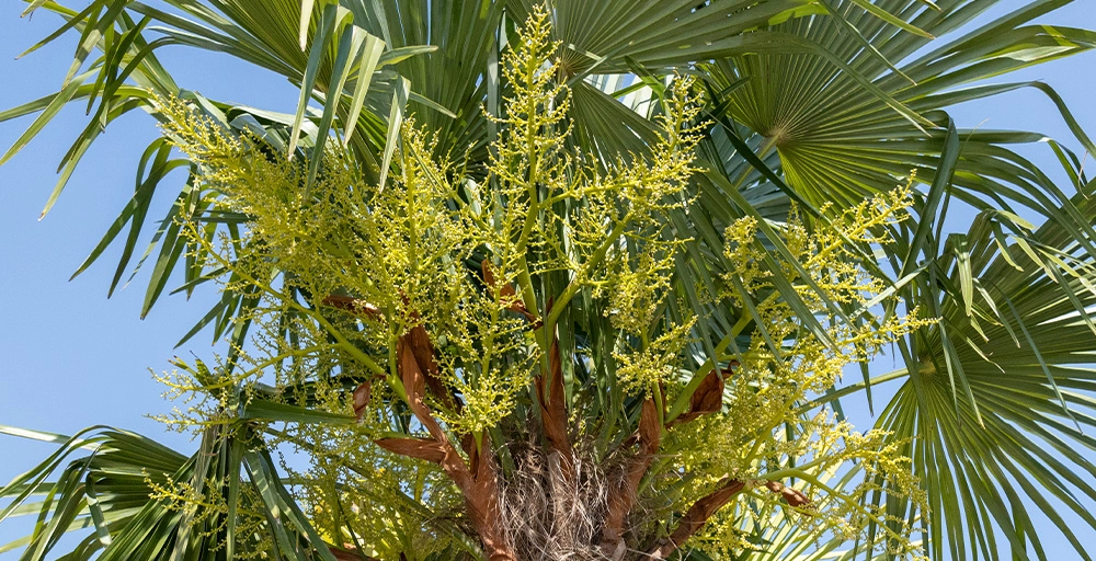 Bomen met gele bloemen