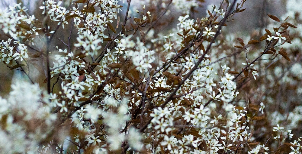 Bomen en struiken voor natte grond