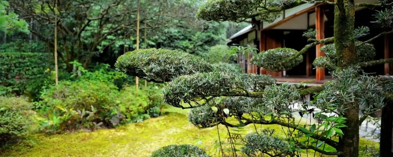 Bomen voor een Japanse tuin