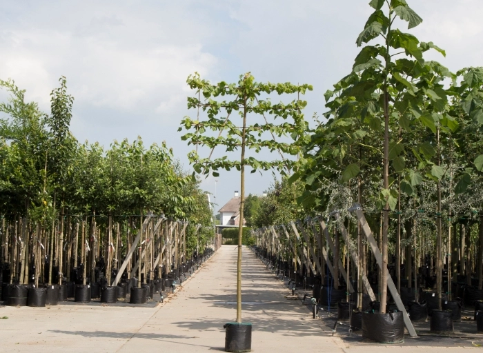 Snelgroeiende bomen