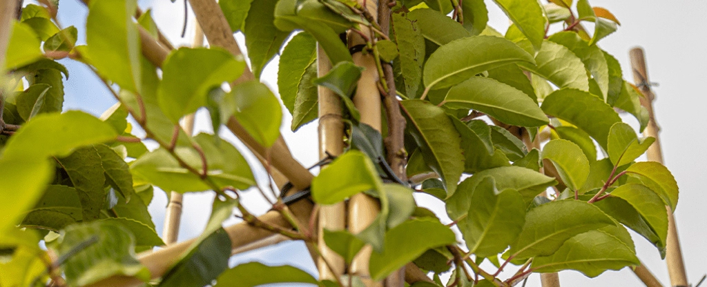 De beste leibomen voor in je voortuin
