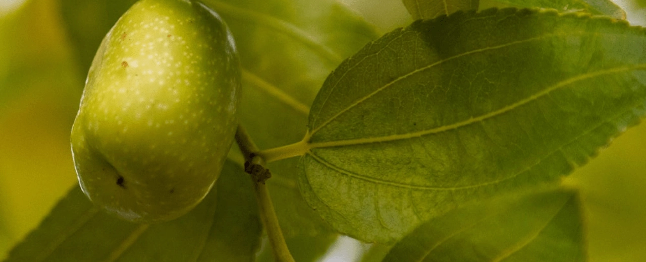 Wat zijn veredelde fruitbomen?