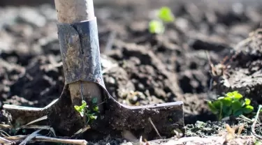 De meest gemaakte fouten bij het aanplanten van een boom