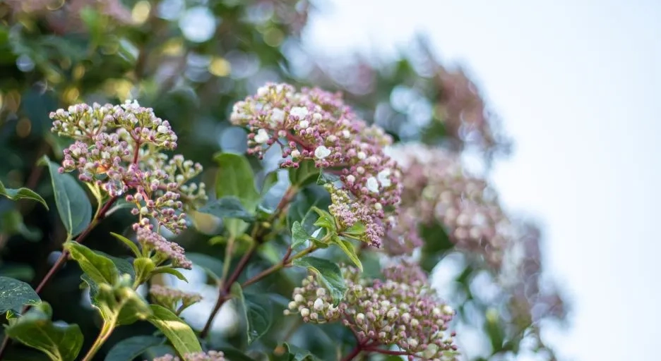 Geschikte bomen voor een kleine tuin