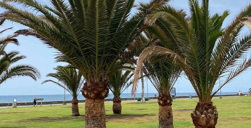 Welke bomen kunnen binnen?