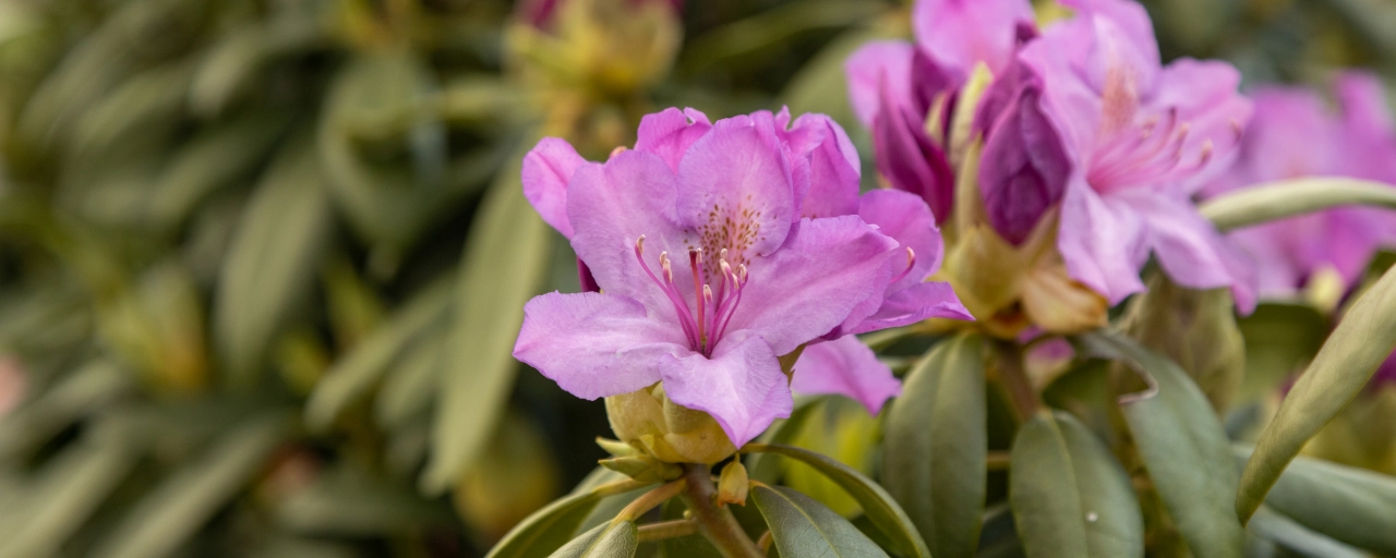 Rhododendron planten