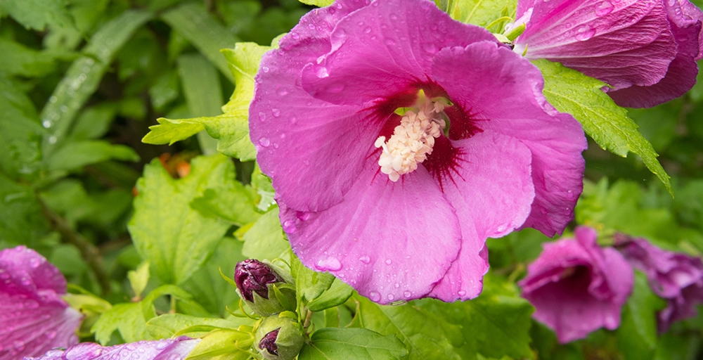 Bomen voor in de voortuin