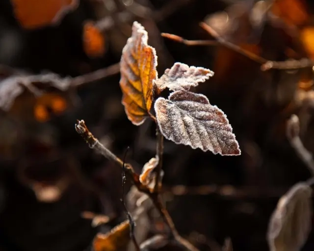 De winter staat voor de deur: wat betekent dit voor de bomen in je tuin?