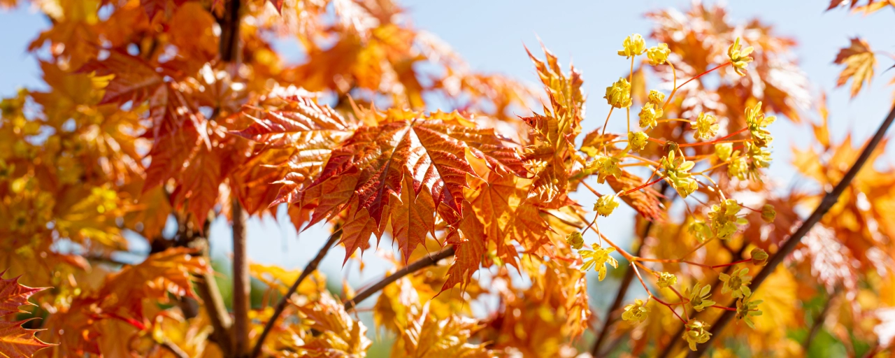 Mooie bomen voor in een grote tuin