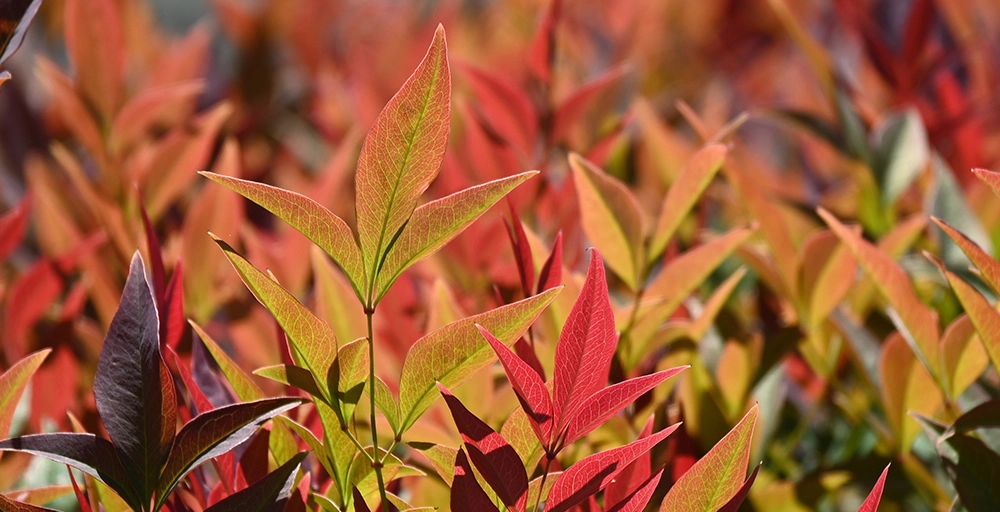 Waarom je moet aanplanten in de herfst