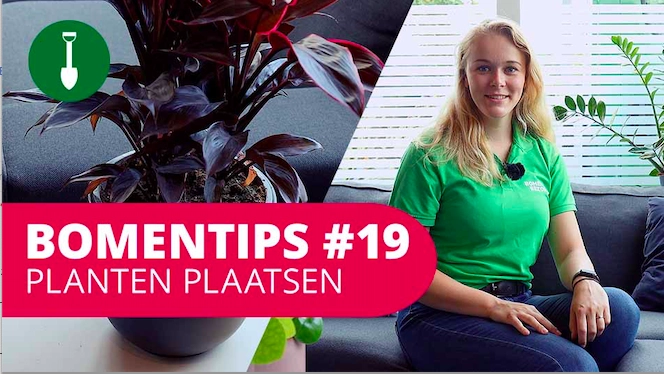 Bomentip #19 | Planten plaatsen