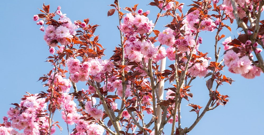 Welke bomen bloeien in april