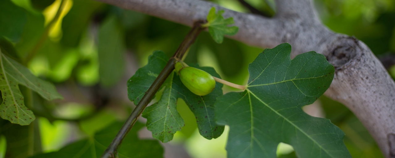 Welke bomen kunnen tegen droogte?