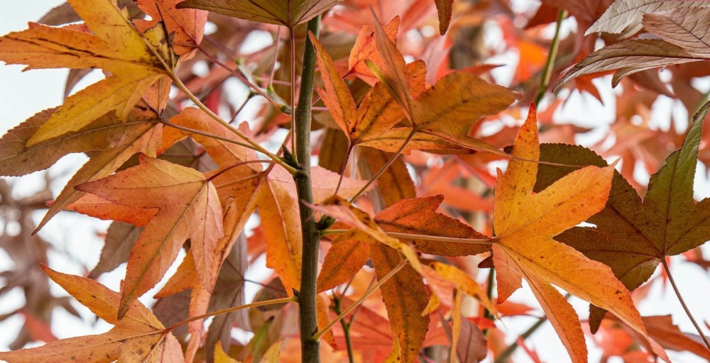 Bomen met de mooiste herfstkleuren