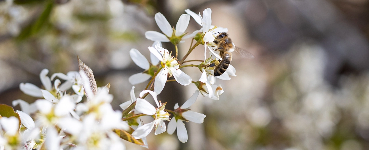 5 drachtbomen die je tuin bijvriendelijk maken