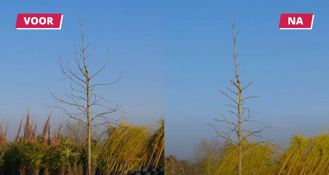 Hoe snoei je het beste een amberboom?