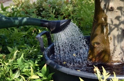 Je boom water geven tijdens het voorjaar!