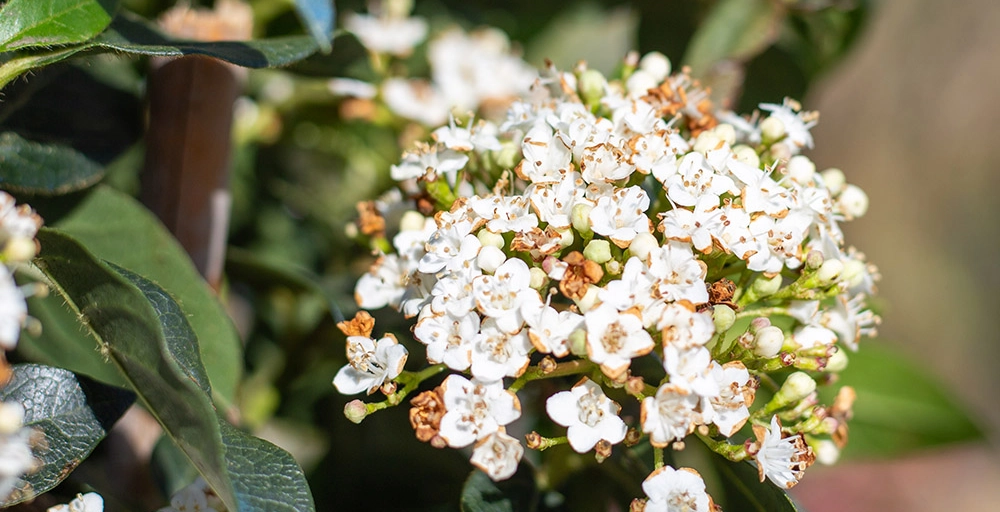 Bomen met witte bloemen