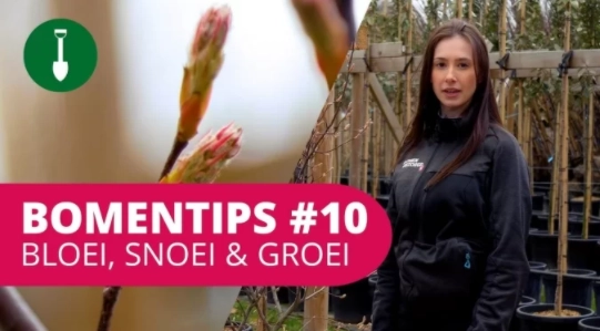 Bomentip #10 Bloei, snoei en groei!