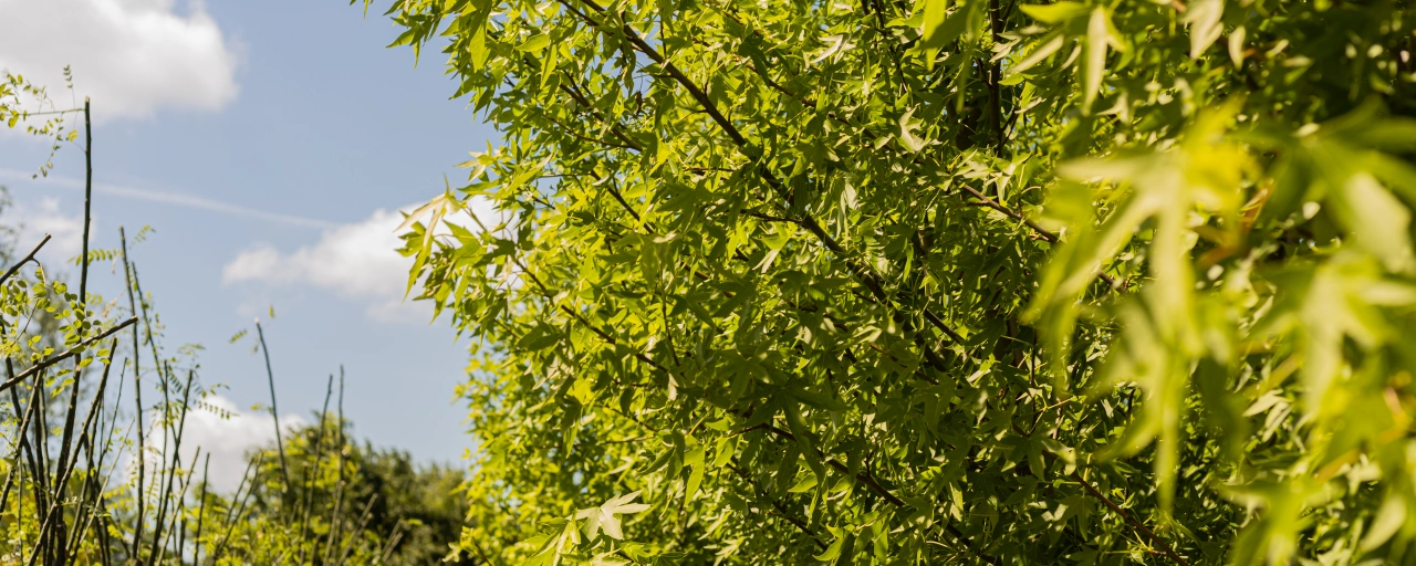 Waar kan ik het beste bomen planten in mijn tuin?