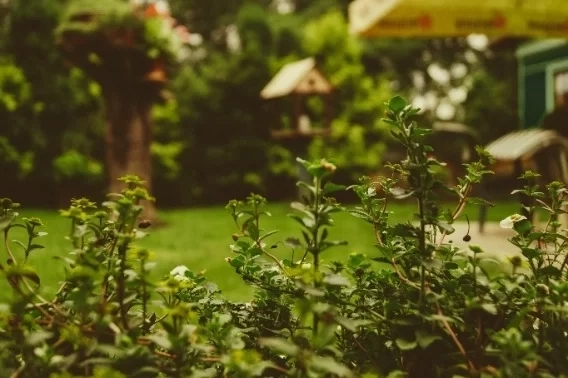 Kleine tuin? Ook daarvoor zijn grootse mogelijkheden!