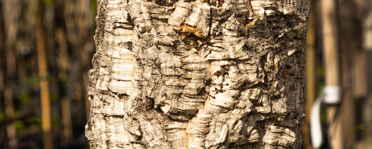 Welke bomen verliezen hun schors?