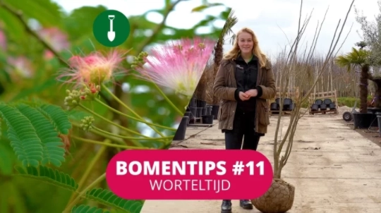 Bomentip #11 Worteltijd