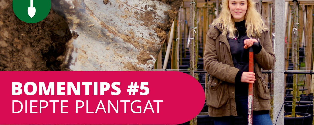 Bomentip #5 De diepte van een plantgat