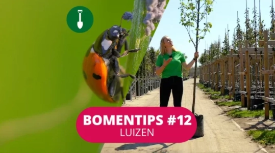 Bomentip #12 Luizen