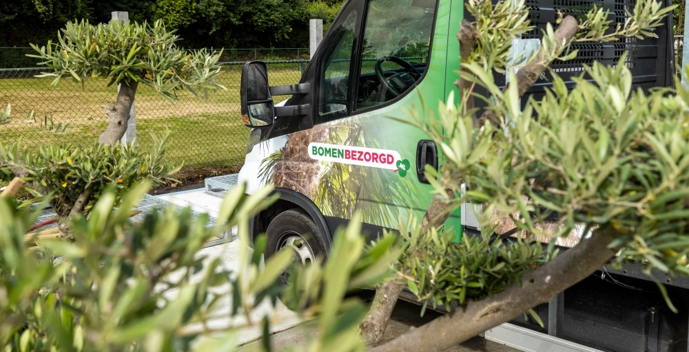 Beste tijd om bomen te planten