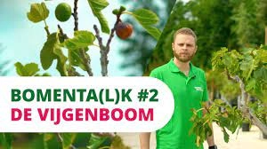 BOMENTA(L)K #2 | De Vijgenboom