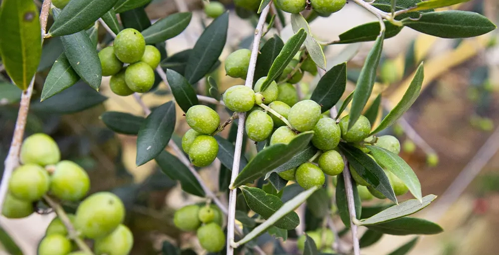 Welke bomen blijven groen in de winter?