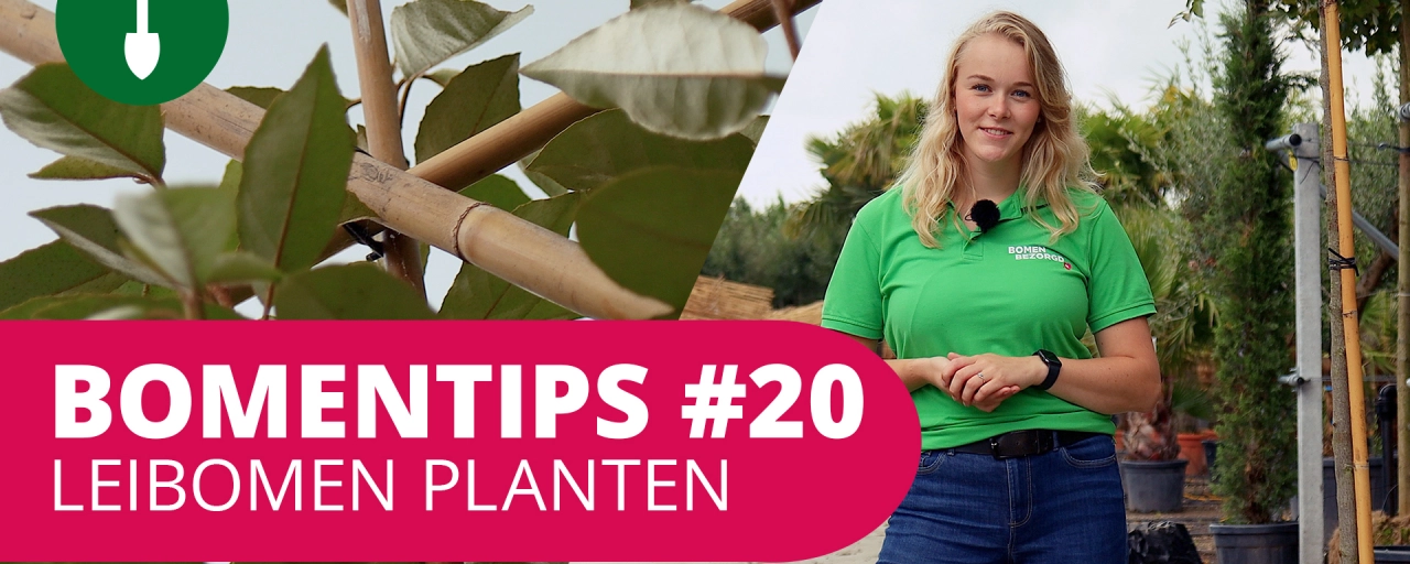 Bomentip #20 | Leibomen plaatsen