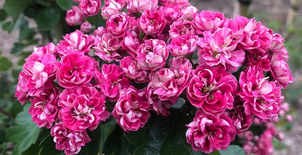 Bomen met roze bloemen