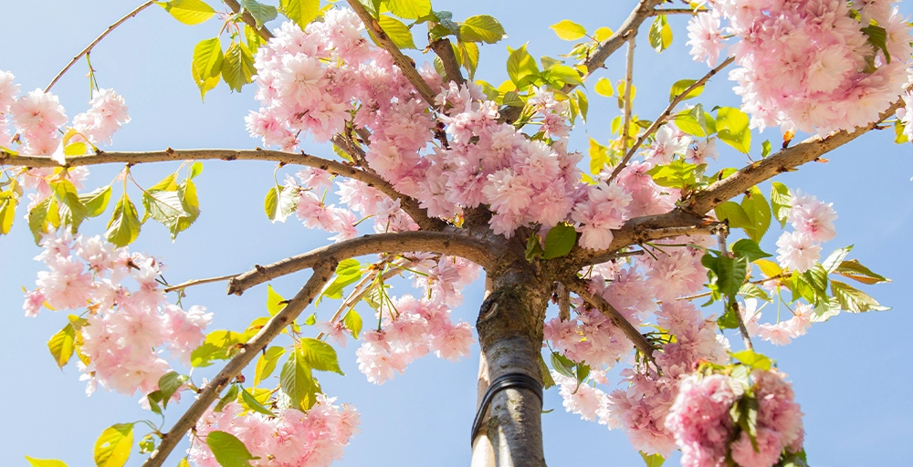 Bloeiende bomen in mei