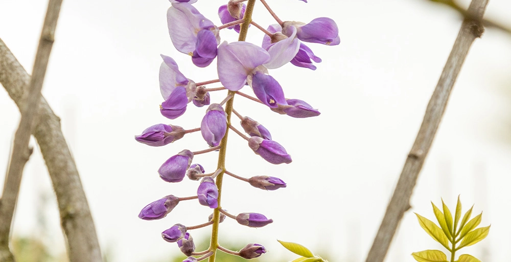 Bomen met paarse bloemen