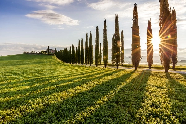 Top 5 mediterrane bomen voor in jouw tuin!