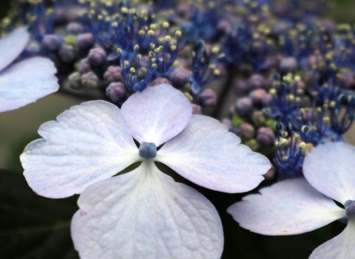 Beste winterharde tuinplanten