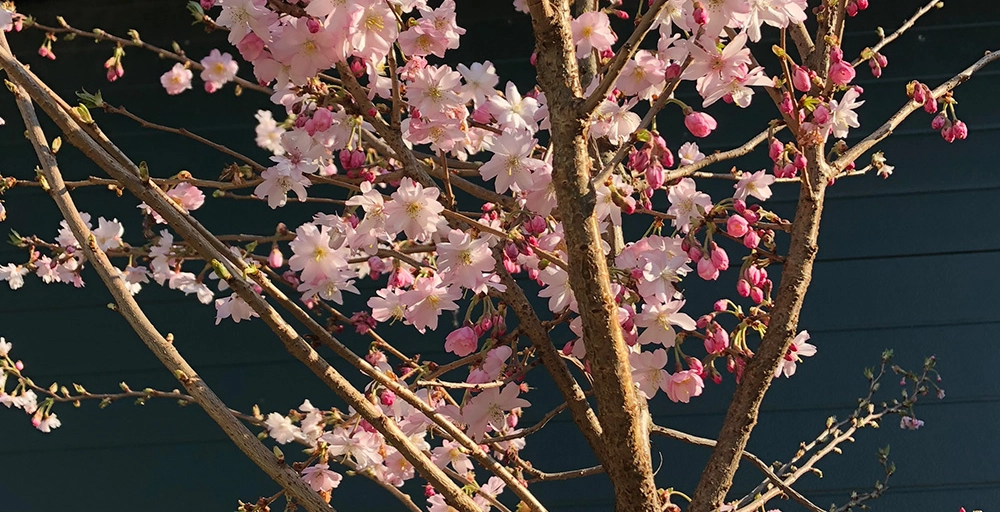 Top 10 kleurrijkste bomen